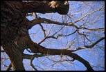 Tree, Boston Common, 2000