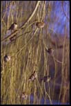 Birds, Boston Common, 2000