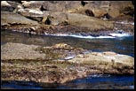 Count the Seals! Seals in Point Lobos, CA, August 2000