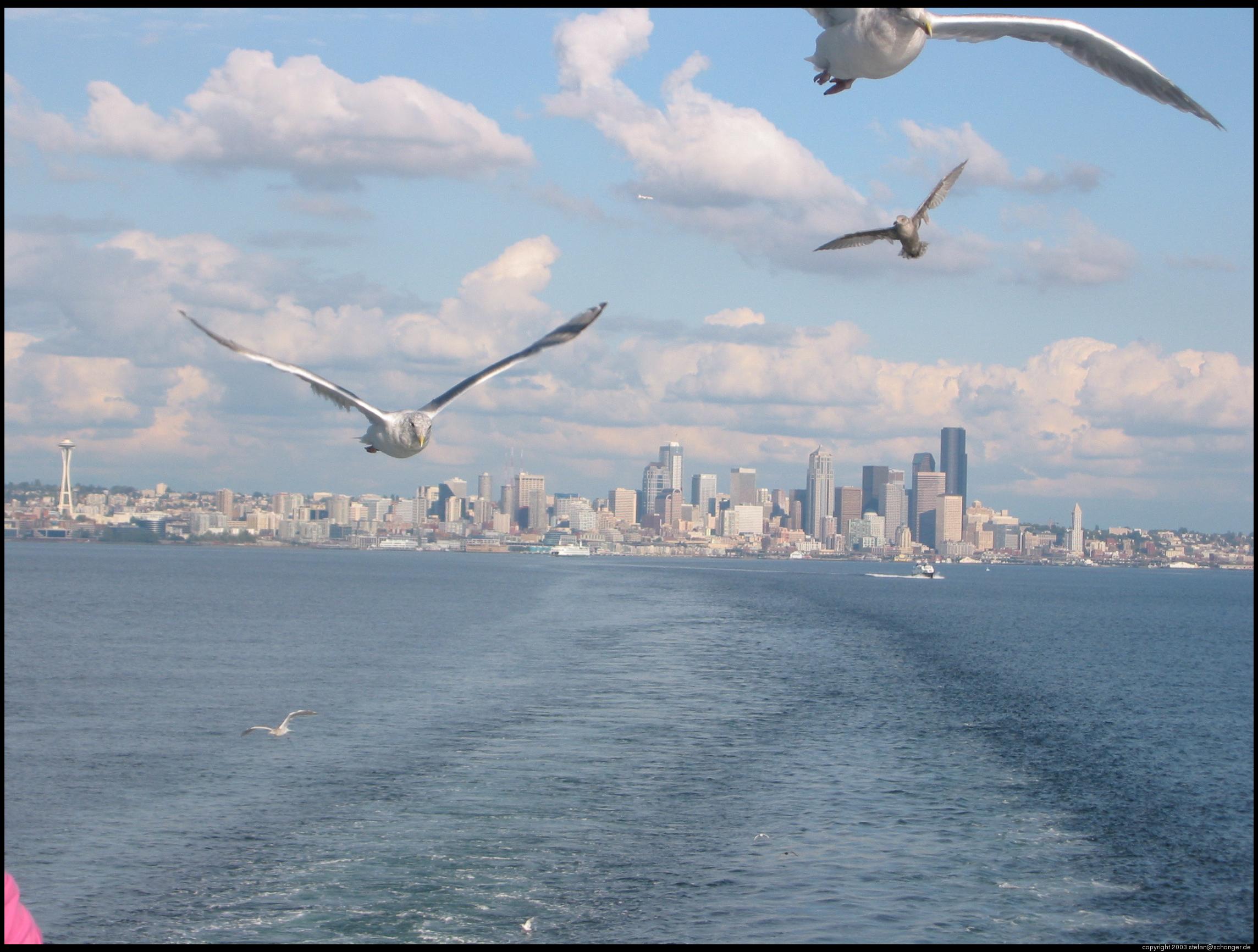 Seagulls and Seattle skyline