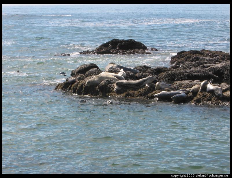 Seals, Oregon coast
