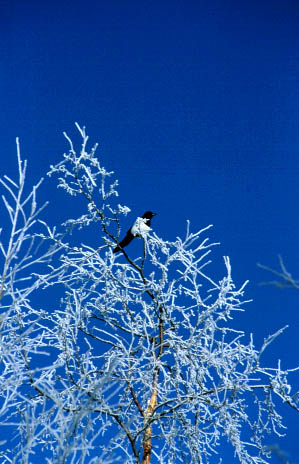 Kiruna, Sweden, Mar 1999