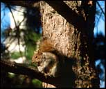 Squirrel, Cambridge, MA, 2000