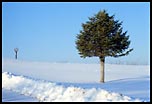 Tree, Quabbin Reservoir, MA, 2000