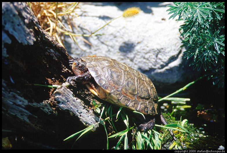 Turtle. Monterey, CA, August 2000