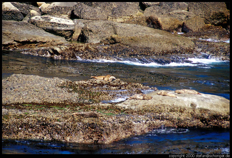 Count the Seals!<br>Seals in Point Lobos, CA, August 2000