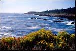 Wild Flowers. Point Lobos, CA, August 2000