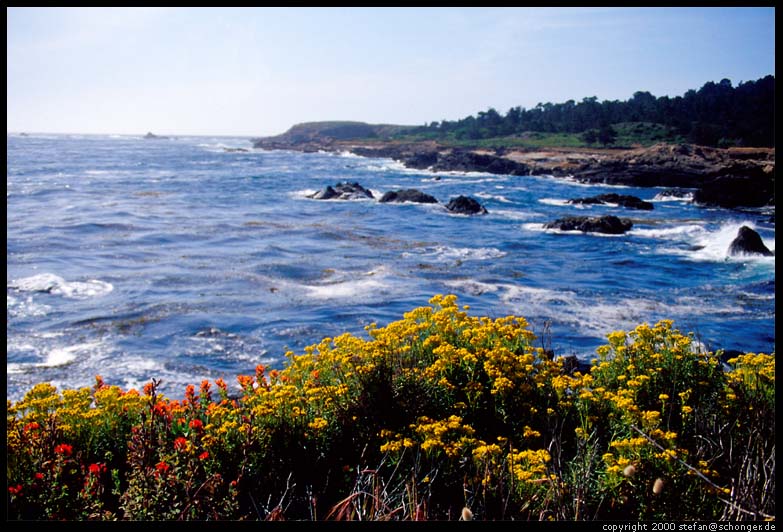 Wild Flowers. Point Lobos, CA, August 2000