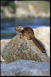 Point Lobos. CA, Aug 2000