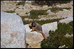 Marmot. Yosemite NP, CA, Aug 2000