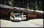 Tunnel Log. Sequoia National Park, CA, Aug 2000