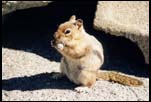 Chipmunk, WA, August 2000