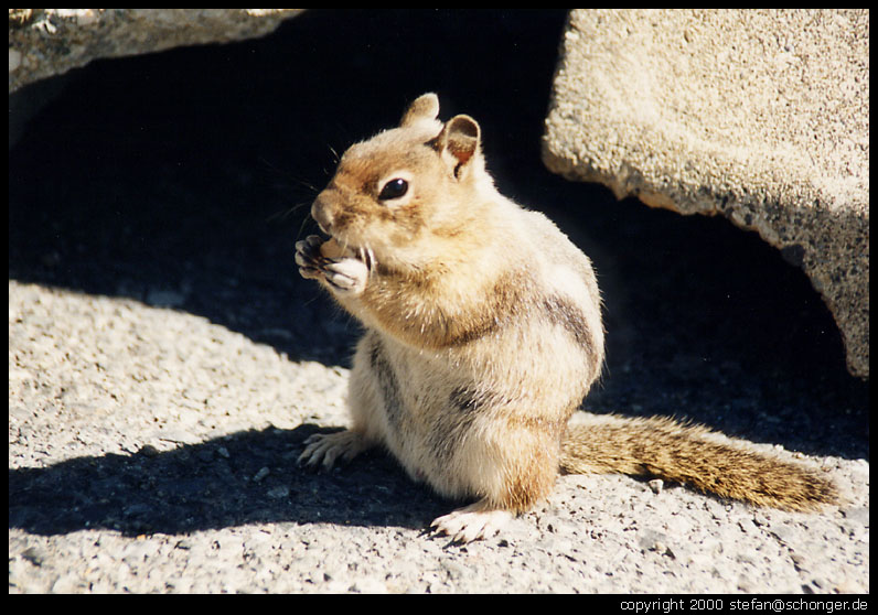 Chipmunk, WA, August 2000