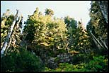 Olympic NP. WA, August 2000