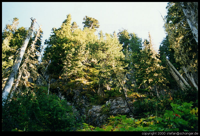 Olympic NP. WA, August 2000