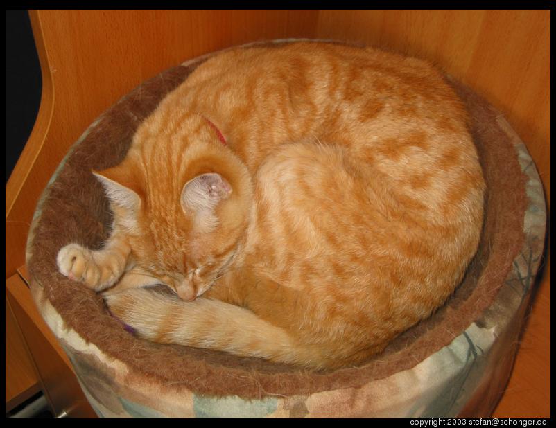Mietzi the cat