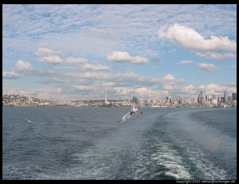 Seagulls and Seattle skyline