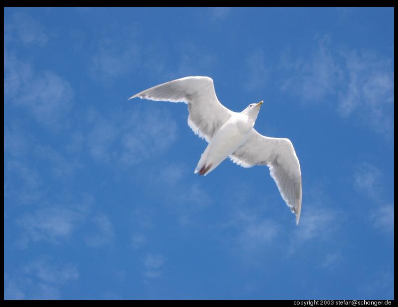 Seagull