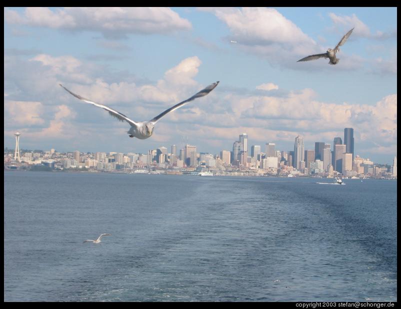 Seagulls and Seattle skyline