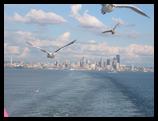 Seagulls and Seattle skyline