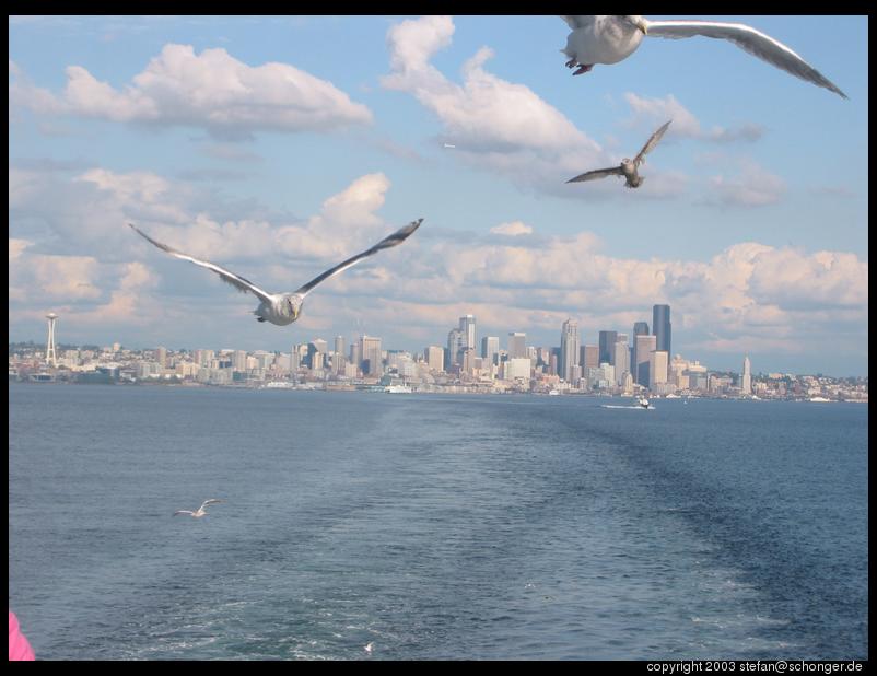 Seagulls and Seattle skyline