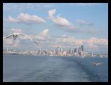 seagulls and Seattle skyline