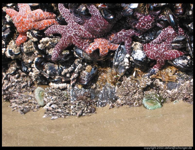 Sea star, Oregon coast