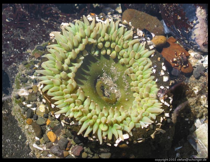 Tide pool, Oregon