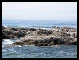 Seals, Oregon coast