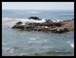 Seals, Oregon coast