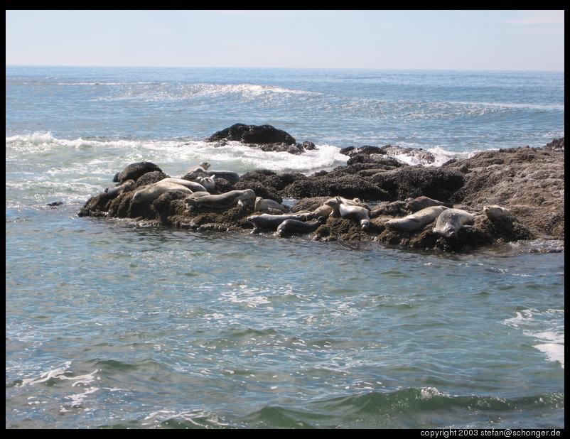 Seals, Oregon coast
