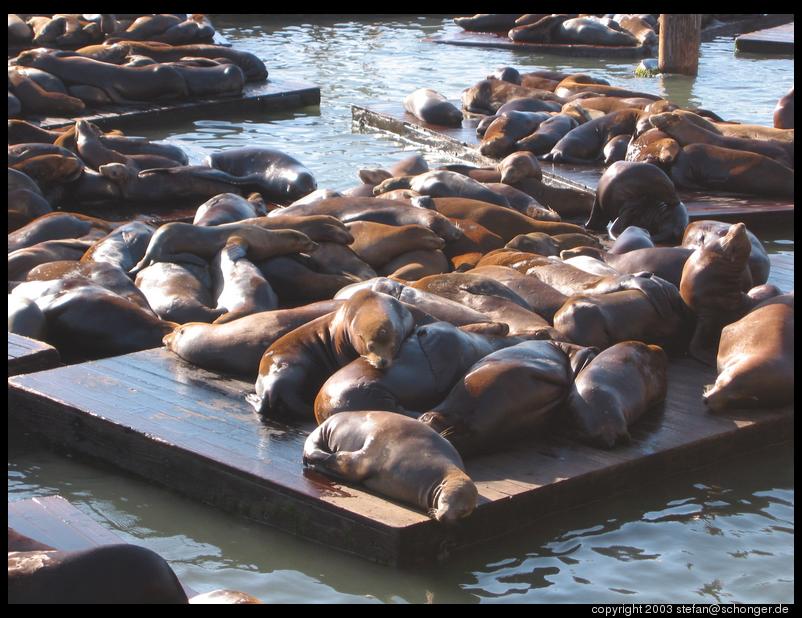 Sea lions at Pier 39