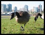 Geese in Stanley park, Vancouver