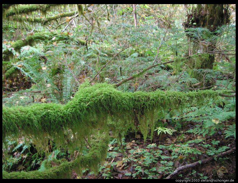 Mossy tree, Alice Lake Provincial Park