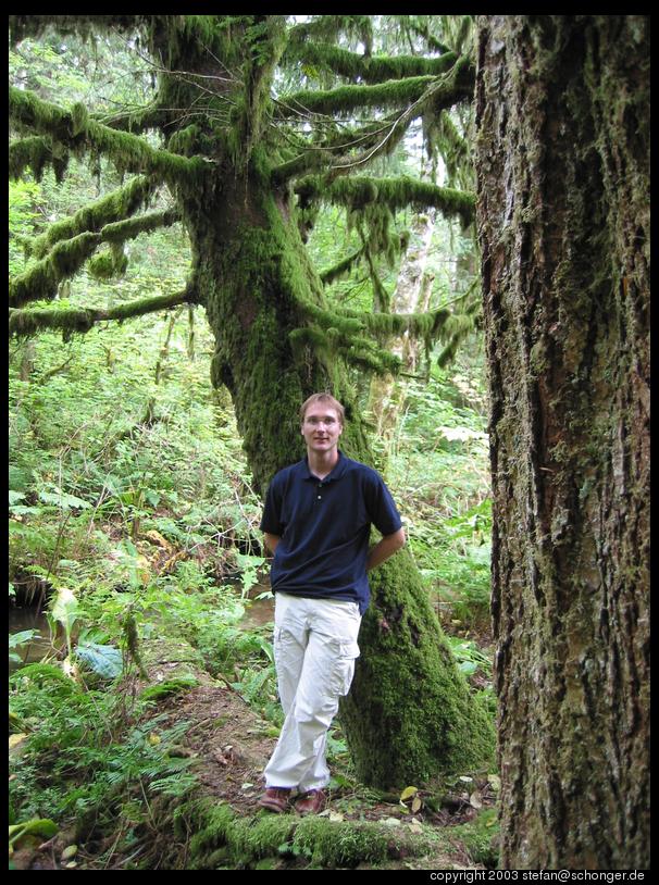 Mossy tree, Alice Lake Provincial Park