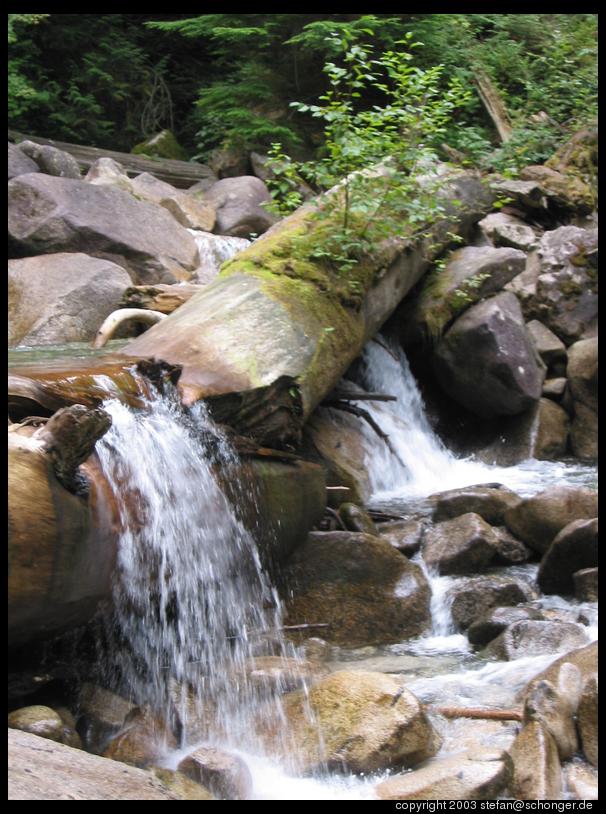 Small waterfall from a log, Shannon Falls Provincial Park, BC