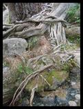Gnarly roots, Shannon Falls Provincial Park, BC