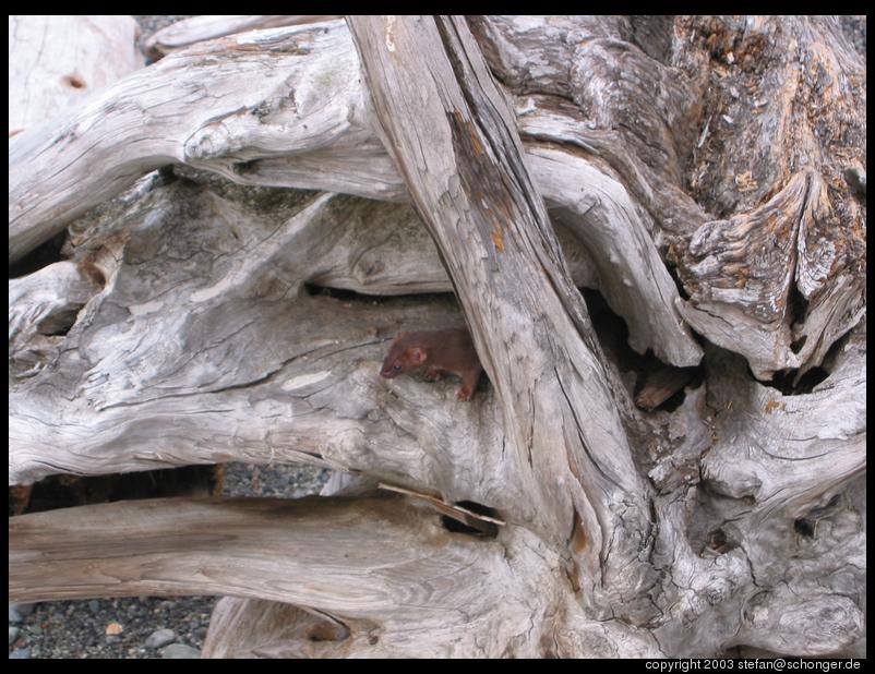 Log and some kind of furry animal